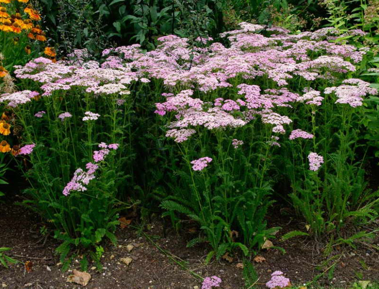 Siberian yarrow Love Parade, Тысячелистник камчатский, Kamtšatka raudrohi, Achillea camtschatica